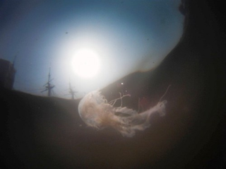 Illustration for article titled Stinging jellyfish invade Baltimore's harbor, swim downtown
